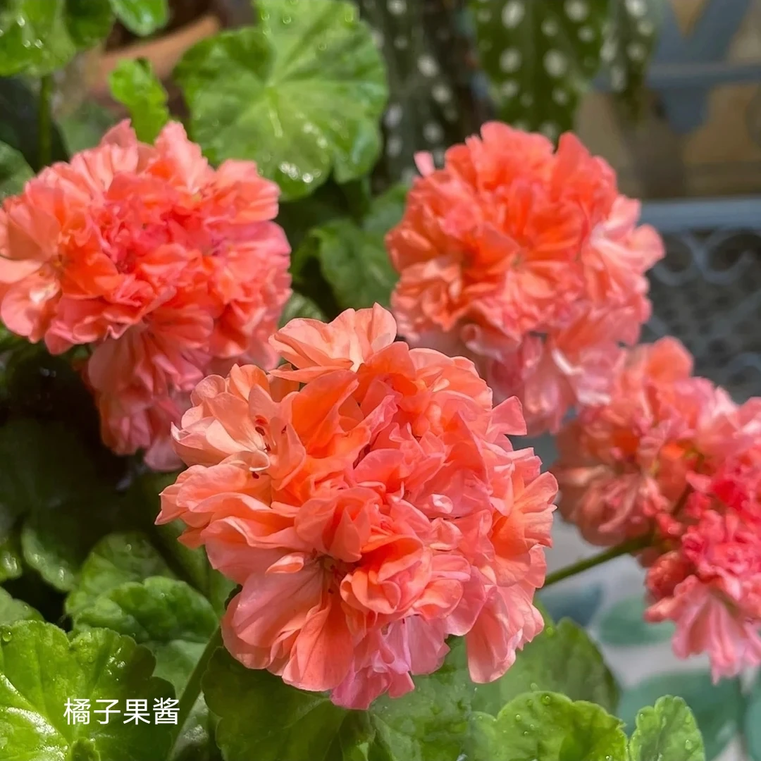 【橘子果酱苗小】直立重瓣天竺葵
