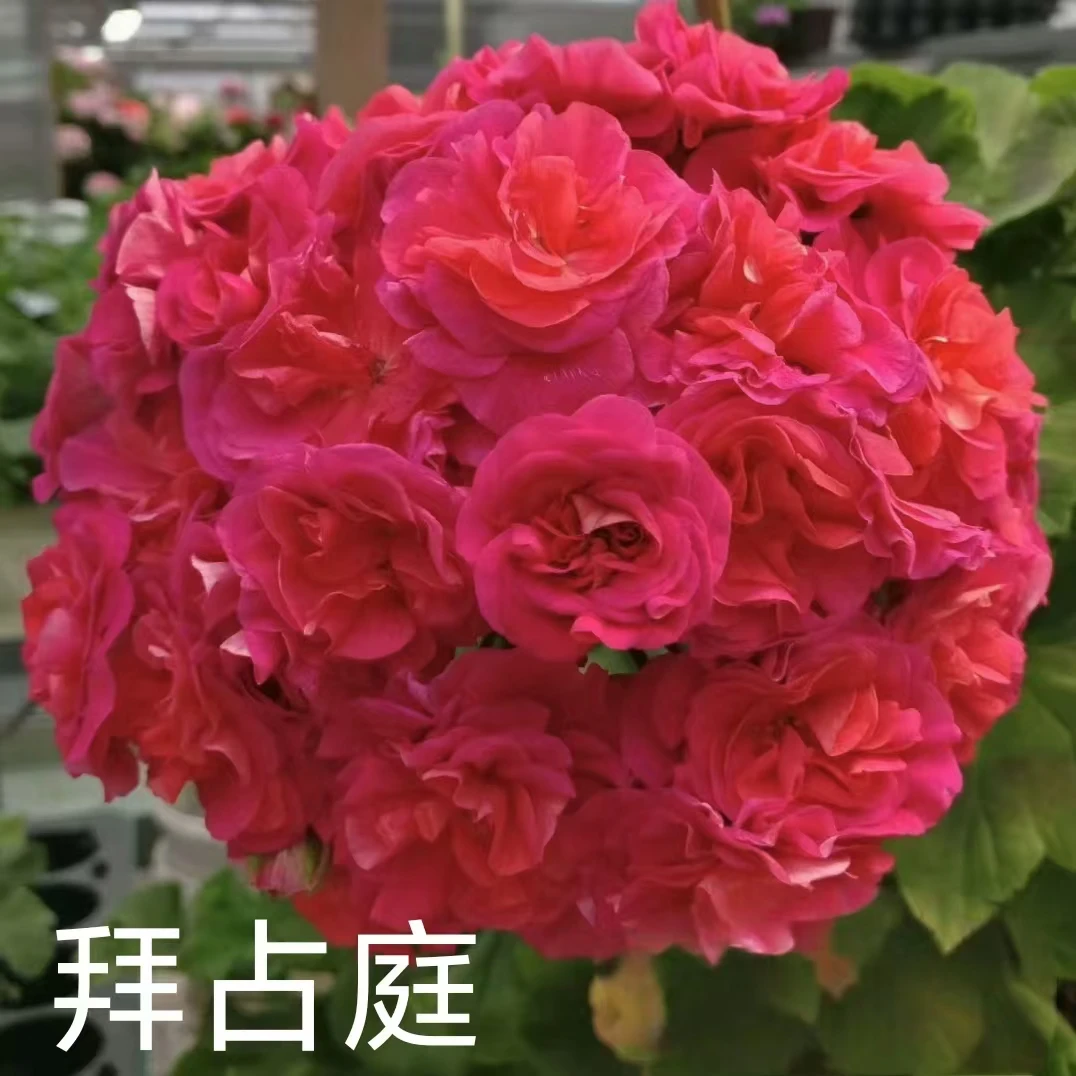 【拜占庭】半兽系重瓣天竺葵