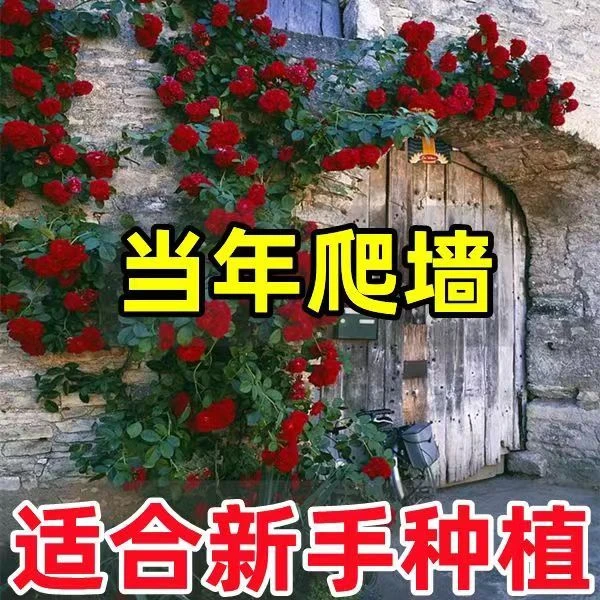 【耐寒耐热】浓香型红色蔷薇花苗爬藤月季爬藤植物盆栽阳台攀援花卉
