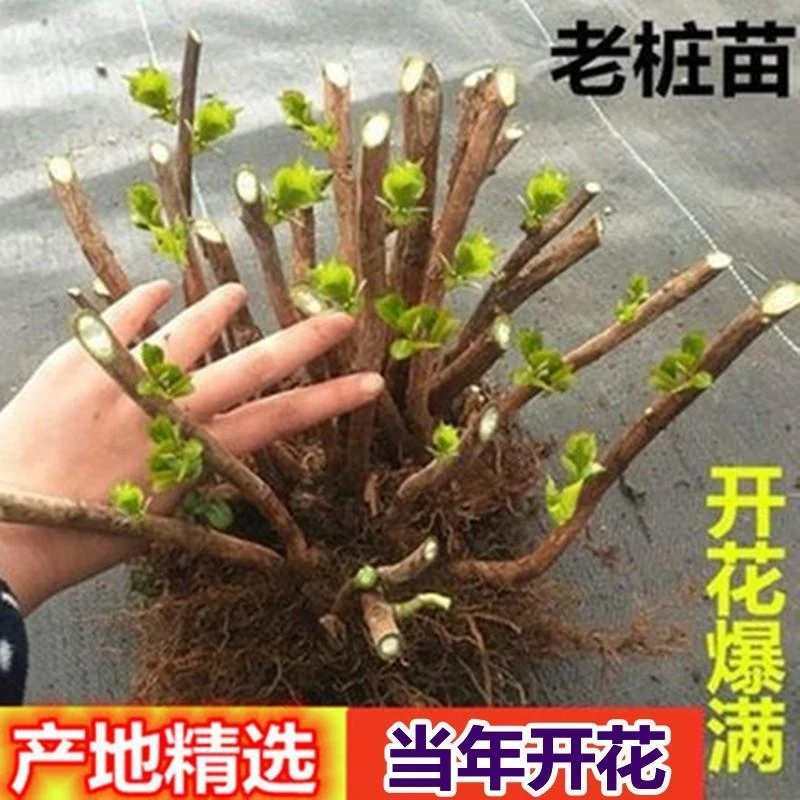 大花绣球苗老桩无尽夏清仓特大老桩庭院耐寒好养阳台室内买一送一