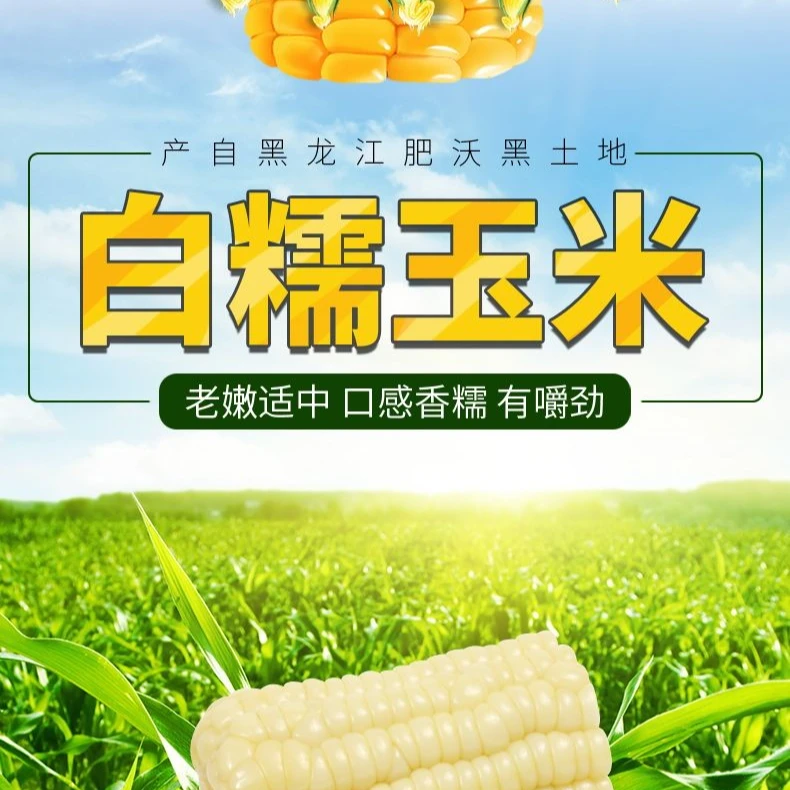 【玉米段】诚信古塔东北软糯香甜黄白8公分粘真空包装代餐现货