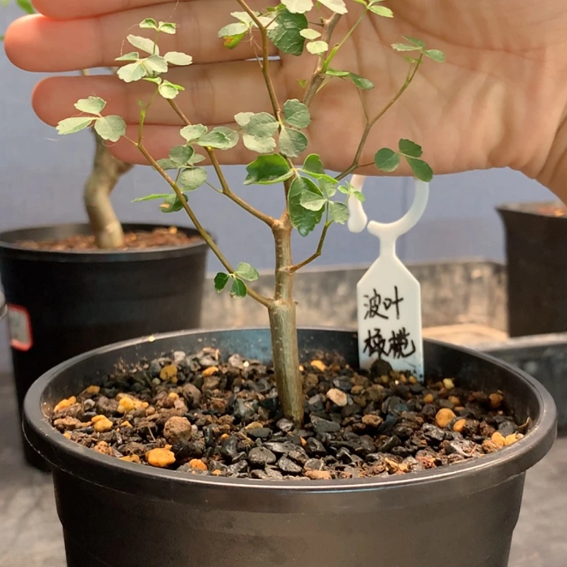 【闪购商品】?****波叶橄榄