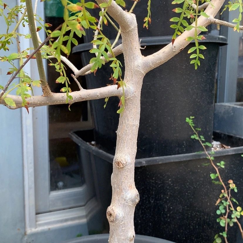 【闪购商品】是**啊碧皮纳特皮皮虾