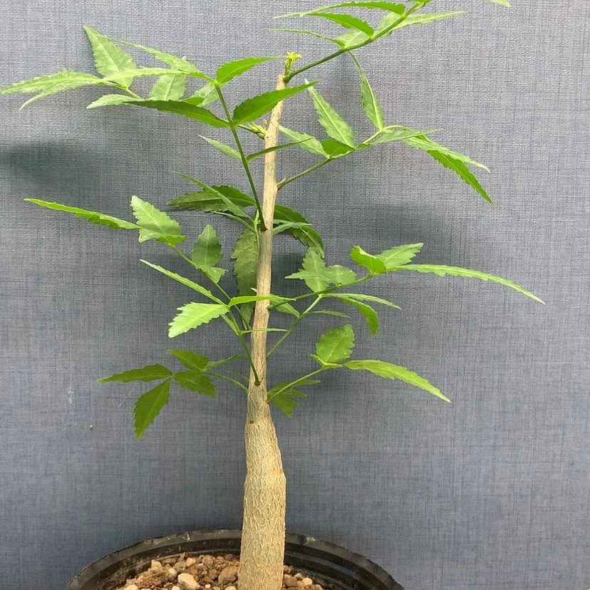 【闪购商品】芳香橄榄实生