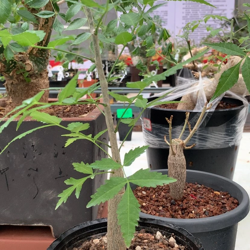 【闪购商品】芳香裂榄