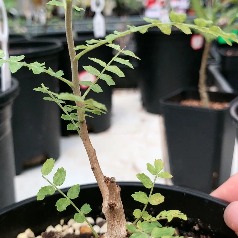 【闪购商品】尼勒达乳香实生小苗