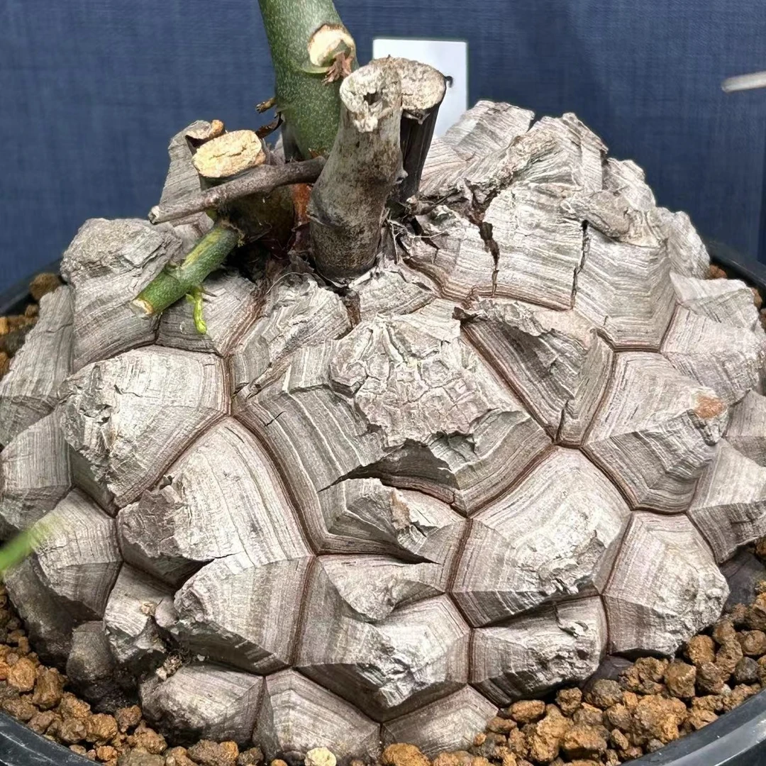 无品牌植坞潮流块根龙舌兰植物专属一物一拍简单容易养护
