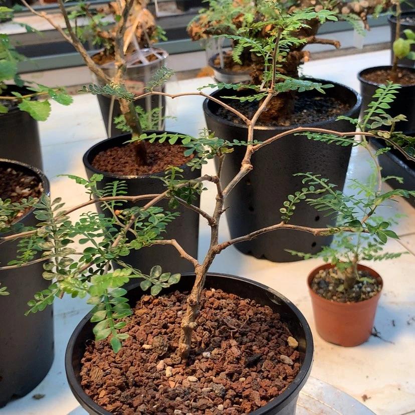 【闪购商品】象足漆树
