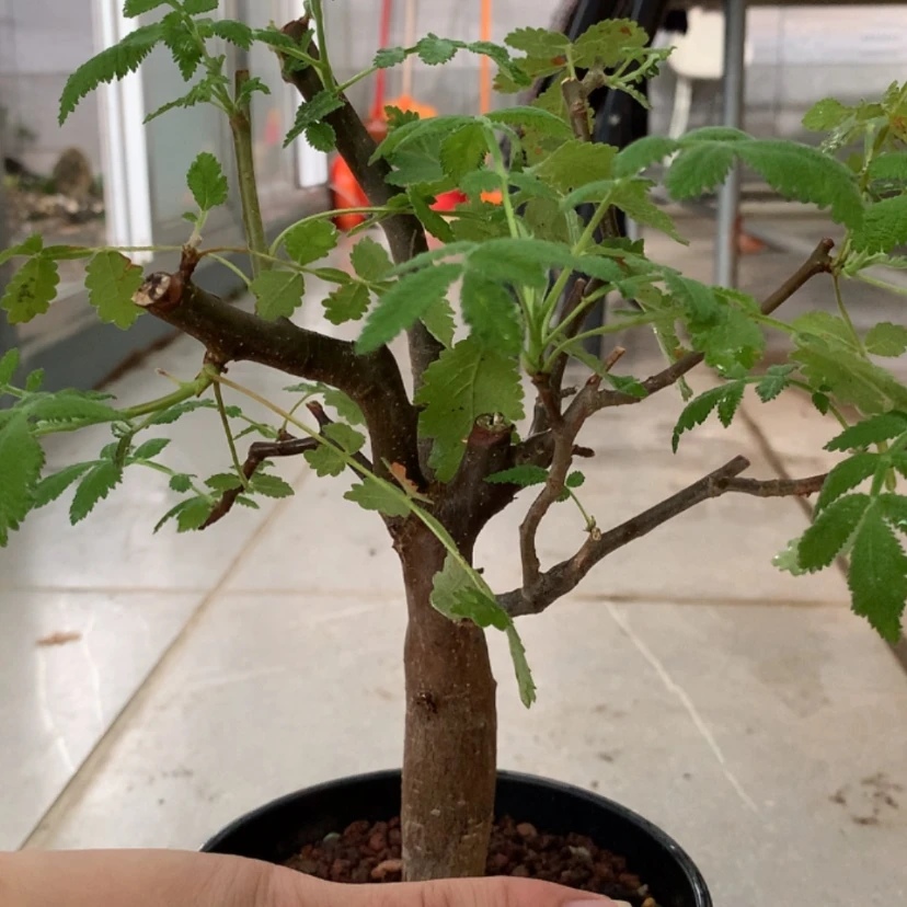 【闪购商品】科帕裂榄