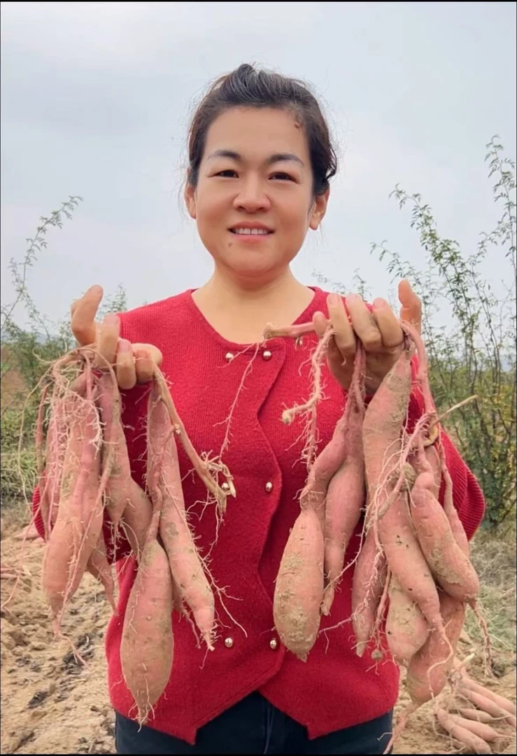 郭姐家的红薯粉糯干甜健康粗粮现挖现发4.5斤-5斤