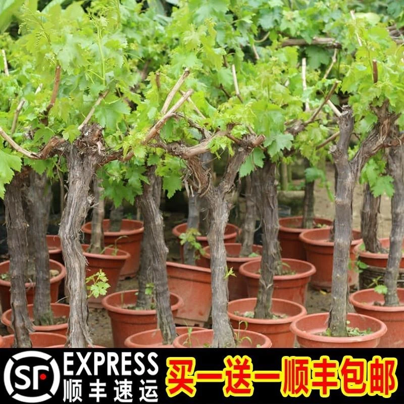葡萄树苖阳光玫瑰蓝宝石盆栽晴王爬藤南方北方种植巨峰无核葡萄苗