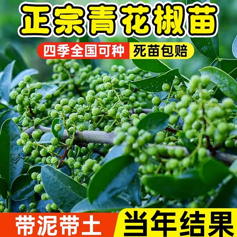 正宗四川汉源藤椒树苗青花椒椒无刺花椒绿花椒麻椒苗苗木种植结果