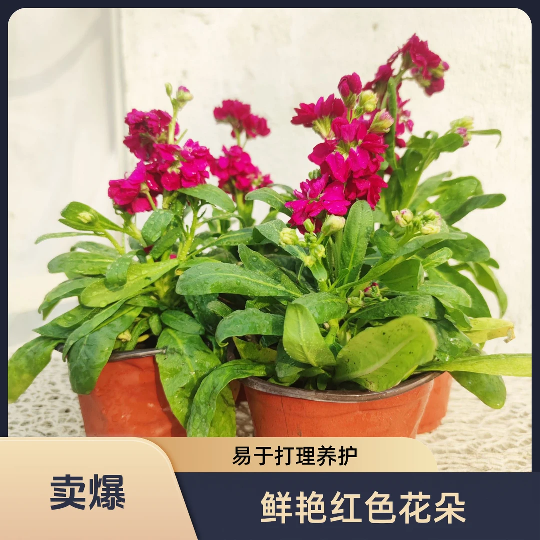 紫色的浪漫紫罗兰