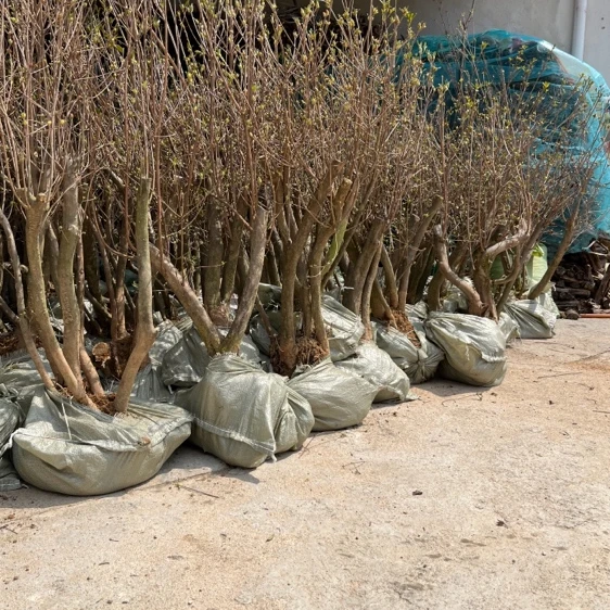 先花后叶矮桩丛林老桩