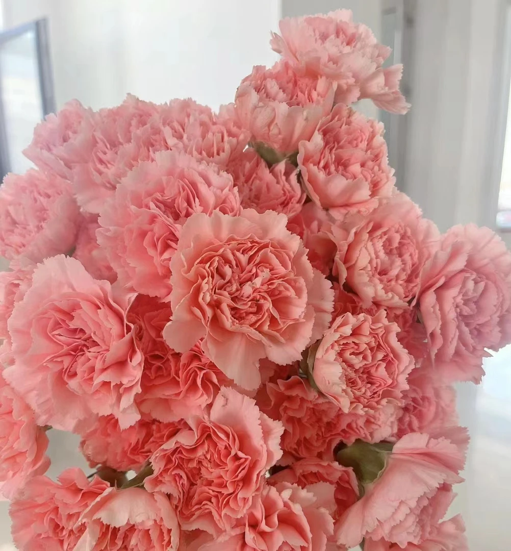 康乃馨大量批发红康粉康200枝云南基地鲜花花店批发摆摊花期长