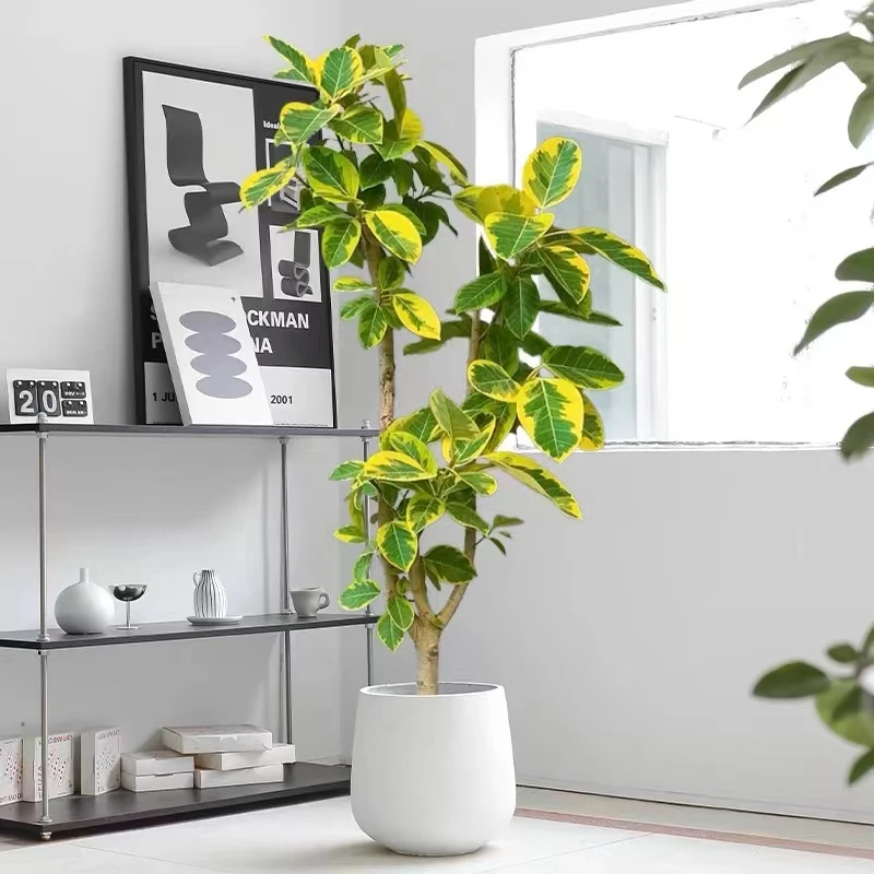 网红黄金榕室内大型绿植盆栽青叶富贵榕办公室客厅原生花卉植物