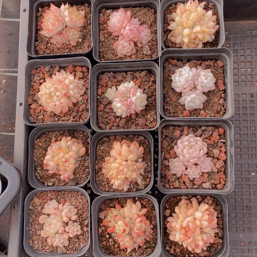 【闪购商品】2量拍