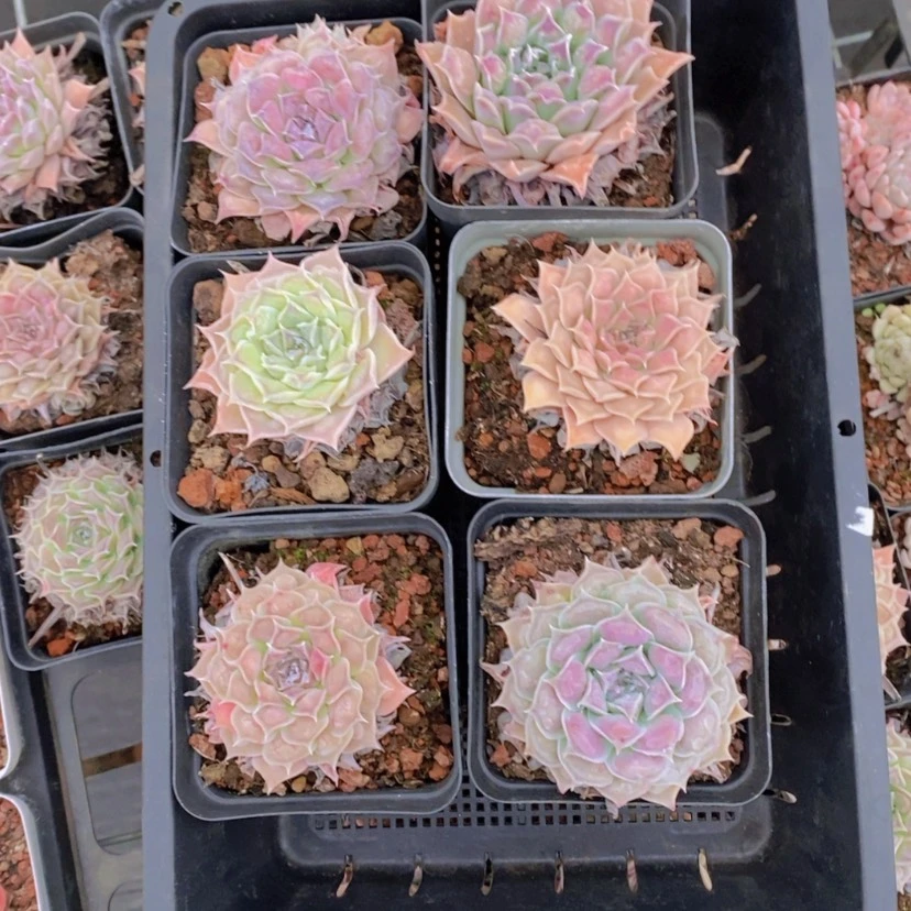 【闪购商品】31量拍