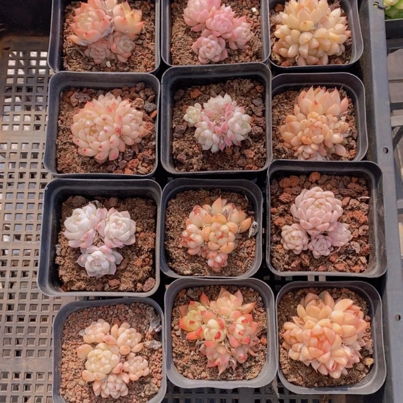 【闪购商品】2量拍