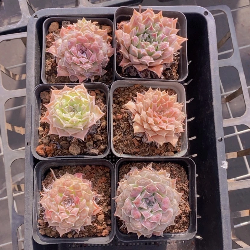 【闪购商品】50量拍