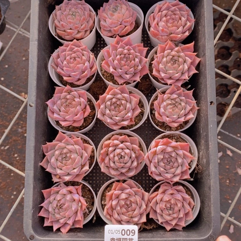 【闪购商品】9量拍