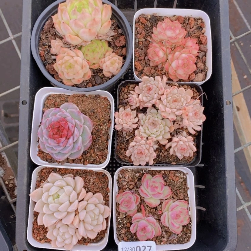 【闪购商品】27量拍