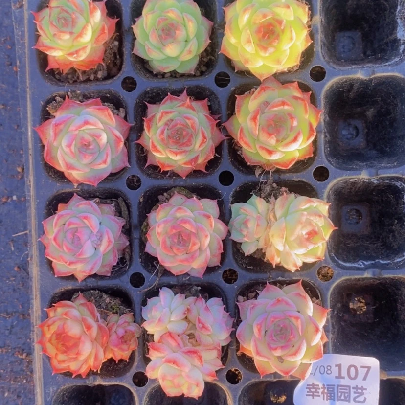【闪购商品】107量拍