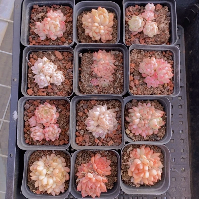 【闪购商品】2量拍
