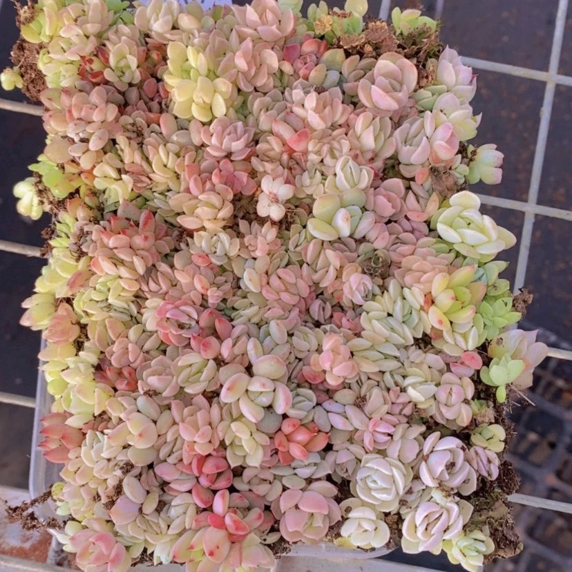【闪购商品】74量拍
