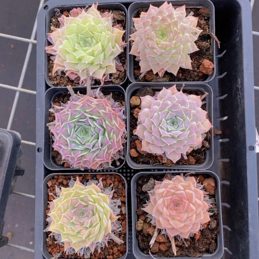 【闪购商品】9量拍