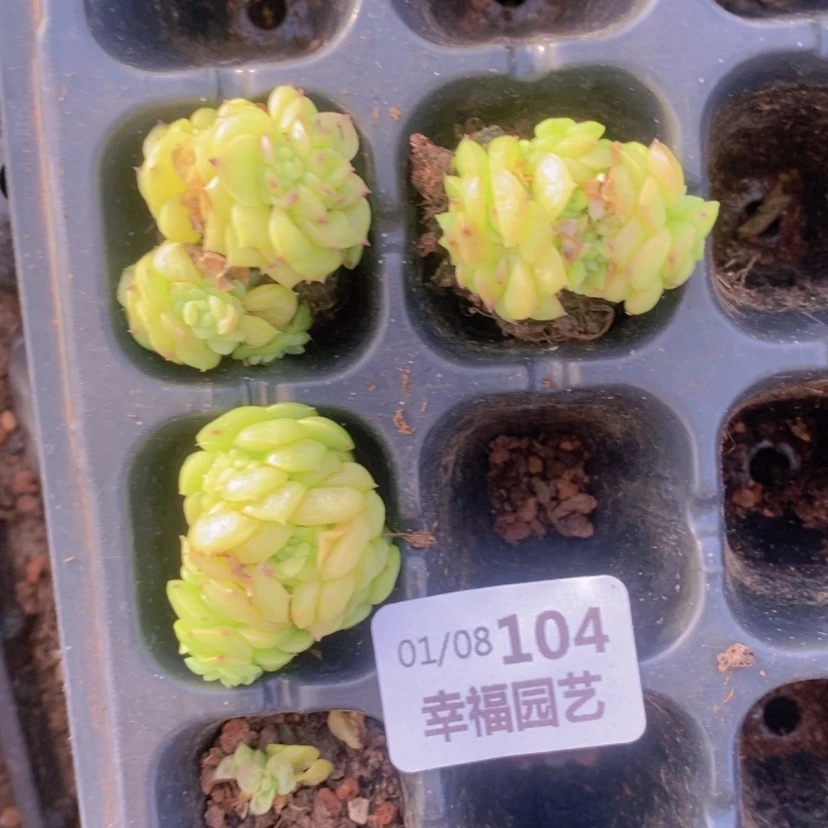 【闪购商品】104量拍
