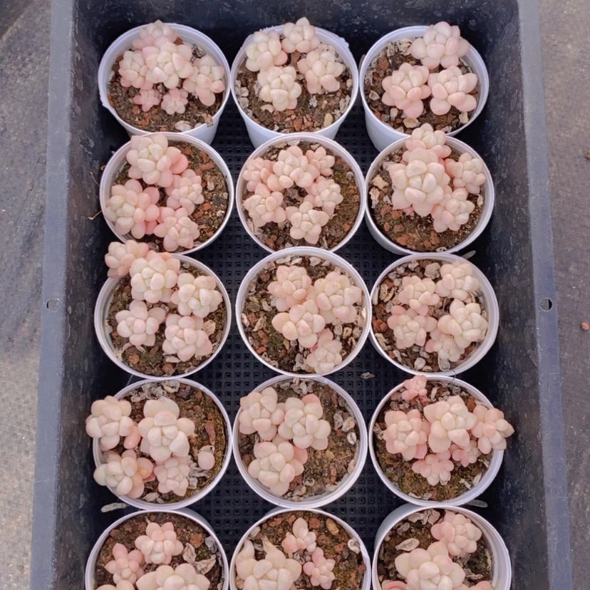 【闪购商品】65量拍