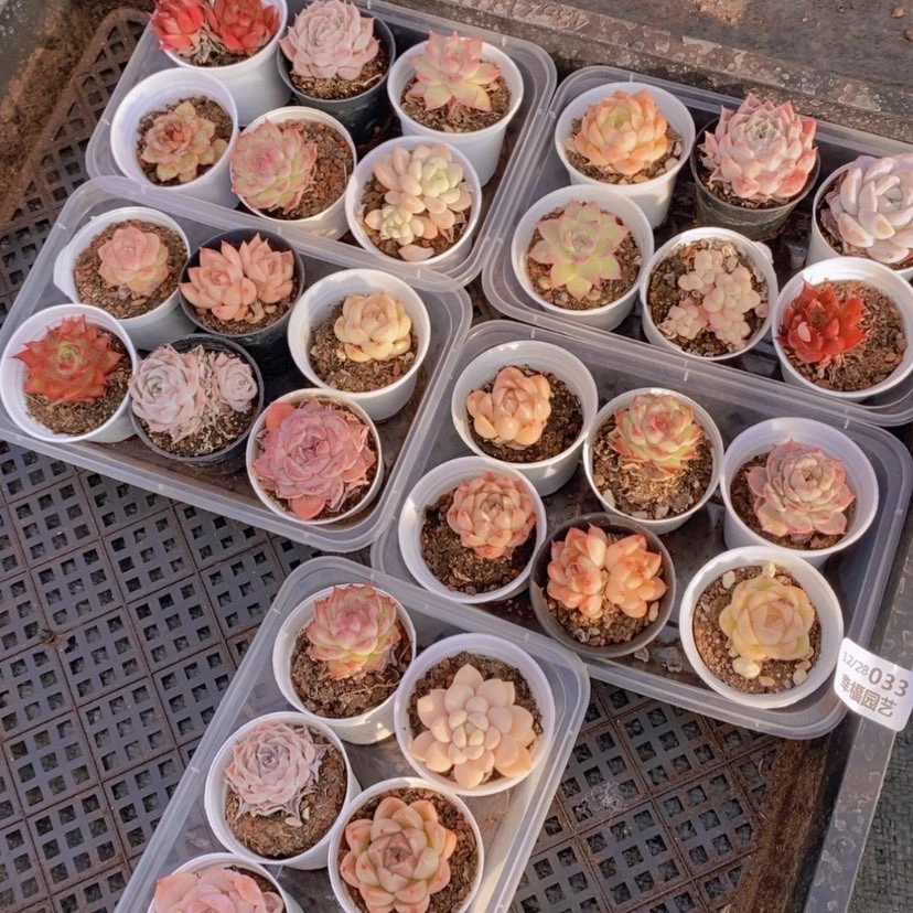 【闪购商品】33量拍