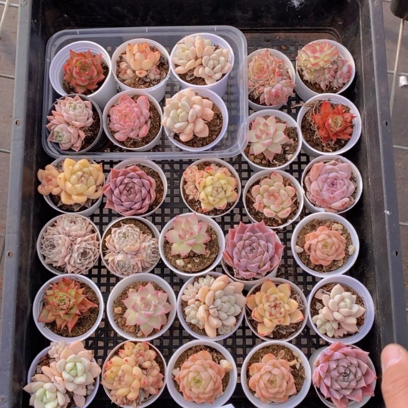 【闪购商品】32量拍
