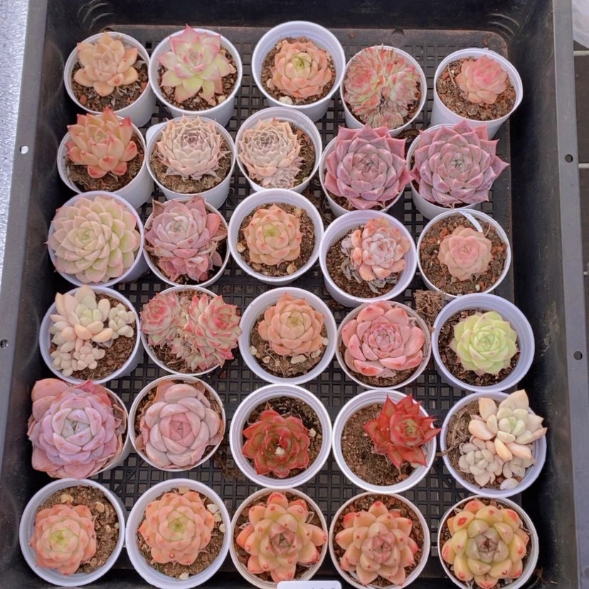 【闪购商品】116量拍