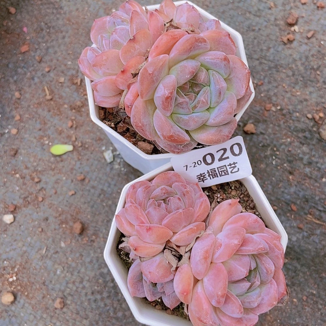 00000000000020量拍