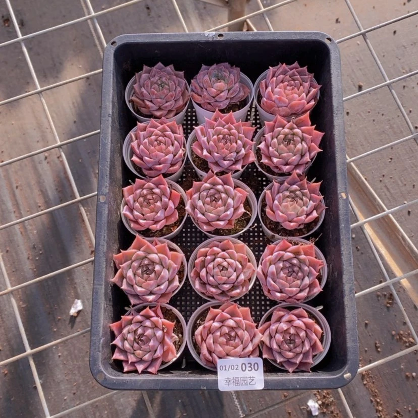 【闪购商品】30量拍