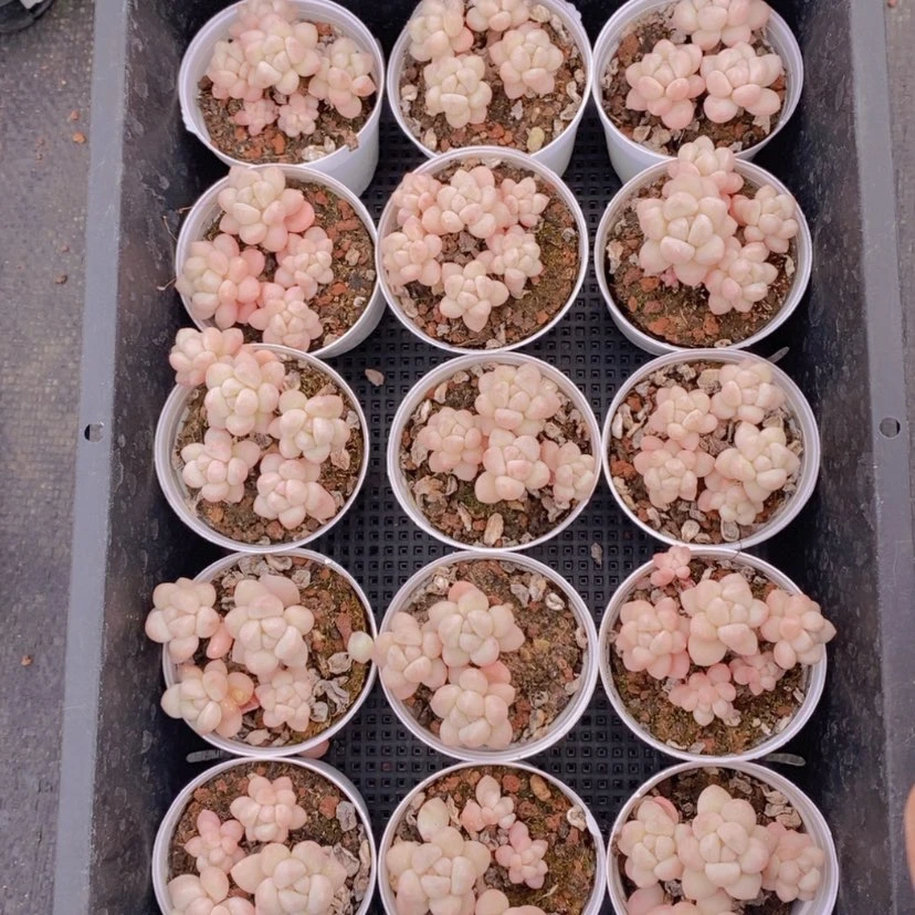 【闪购商品】65量拍