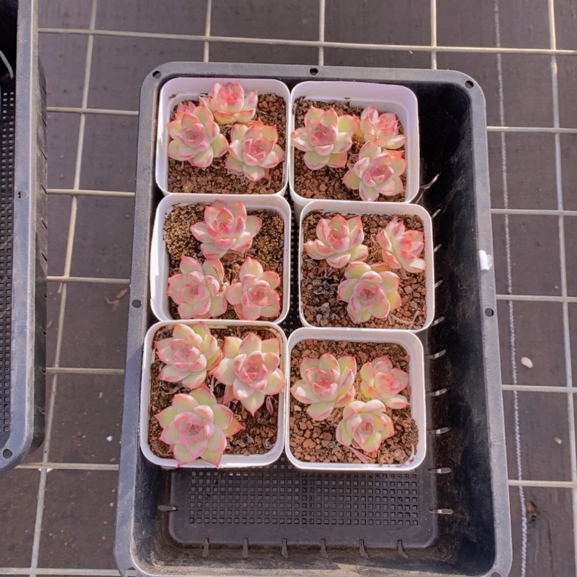 【闪购商品】81量拍