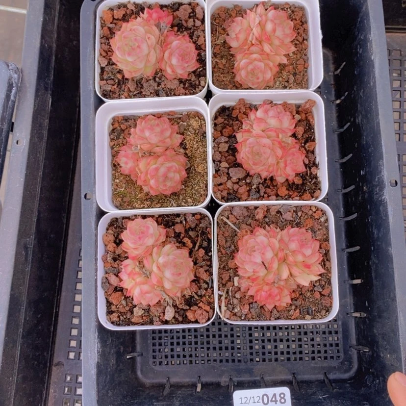 【闪购商品】48量拍