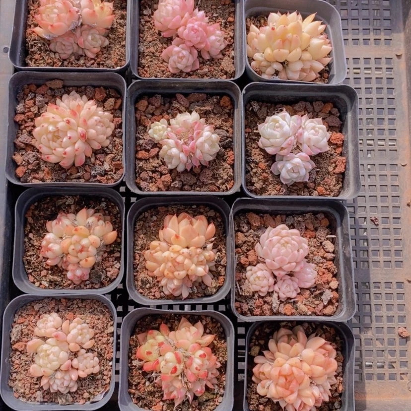 【闪购商品】2量拍