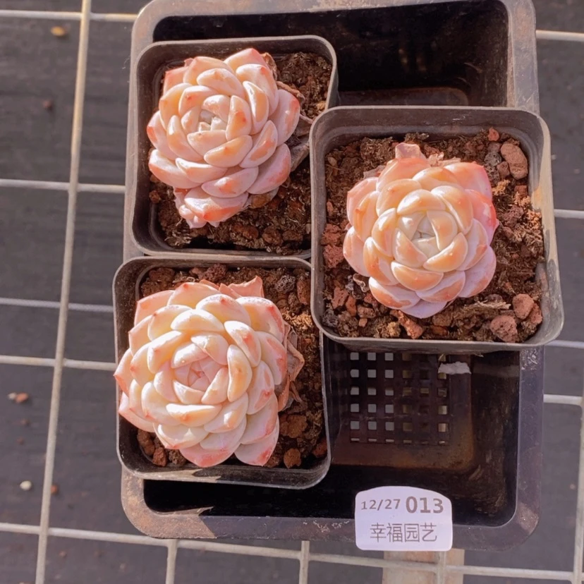 【闪购商品】13量拍