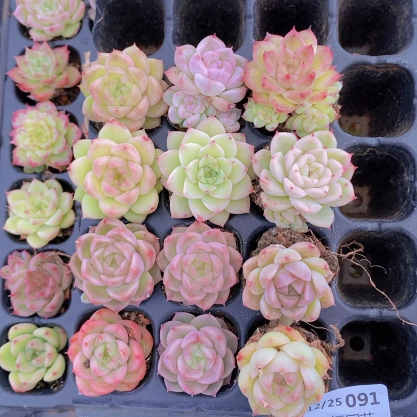 【闪购商品】91量拍
