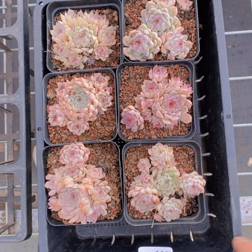 【闪购商品】117量拍