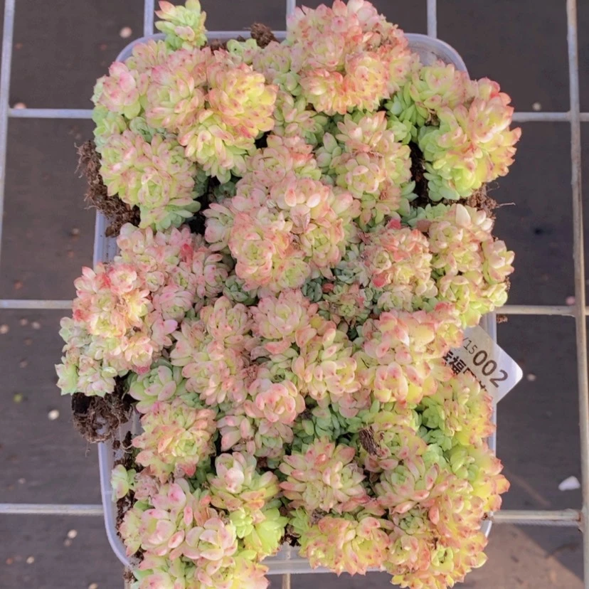 【闪购商品】2量拍
