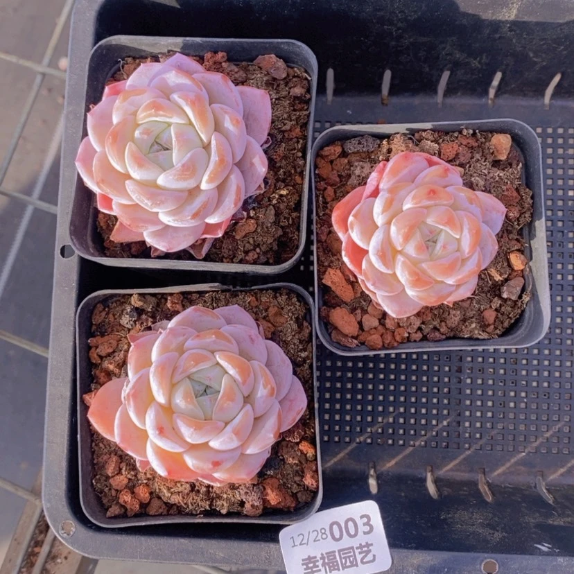 【闪购商品】3量拍