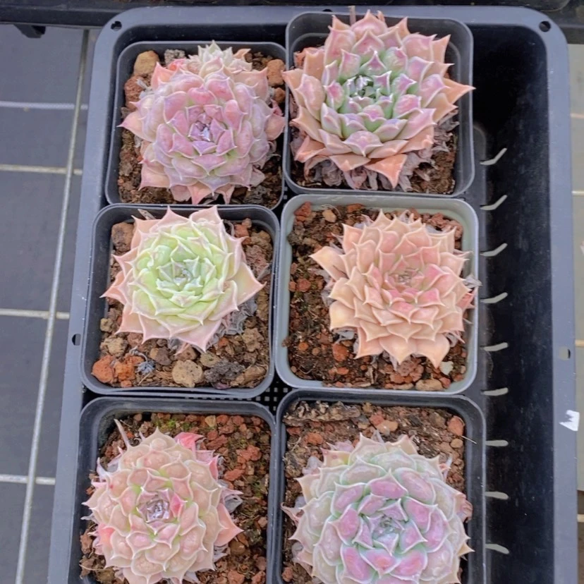 【闪购商品】7量拍