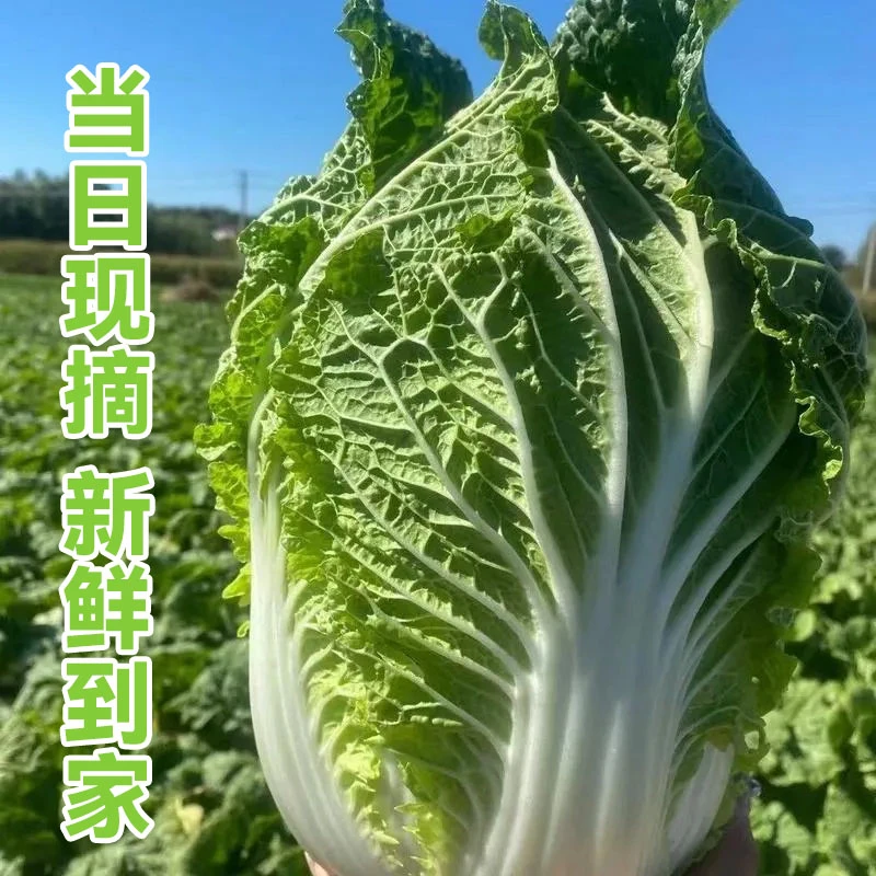 胶河源【直播专属】山东特产胶州大白菜正宗农家自种胶州大白菜