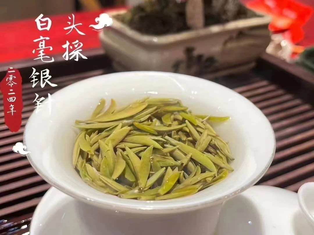 荒山首采 特级米芽 白毫银针 头春头采2024年太姥山高山白茶