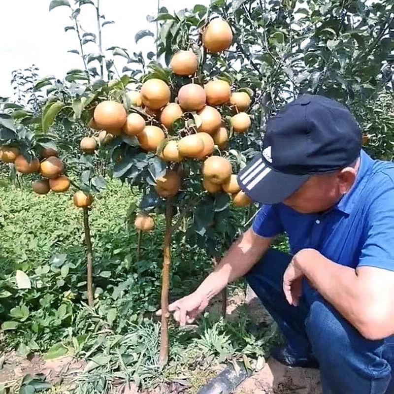 嫁接梨树果苗秋月梨丰水梨砀山梨盆栽地栽当年结果新品种大梨树苗